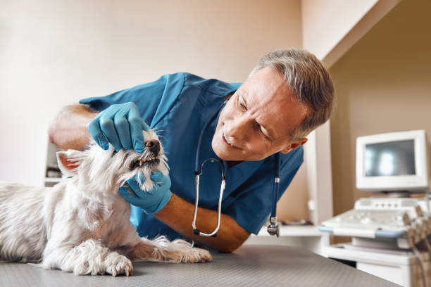 Best Knocked-Out Tooth (Avulsed Tooth) Treatment in Cramerton, NC